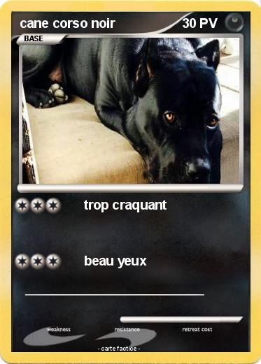 Pokemon cane corso noir