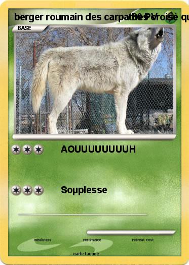 Pokemon berger roumain des carpathes croisé qui hurle