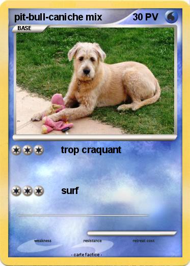 Pokemon pit-bull-caniche mix