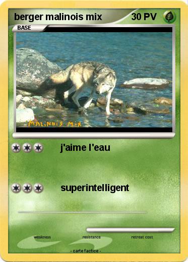 Pokemon berger malinois mix