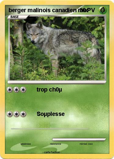 Pokemon berger malinois canadien mix