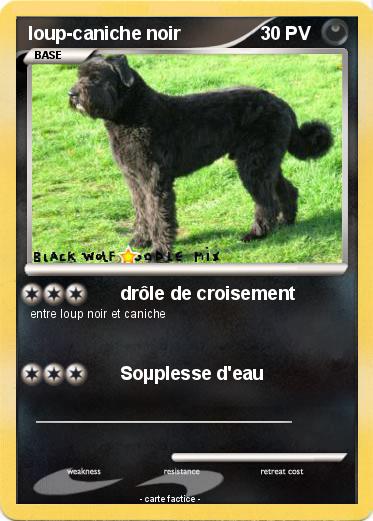 Pokemon loup-caniche noir