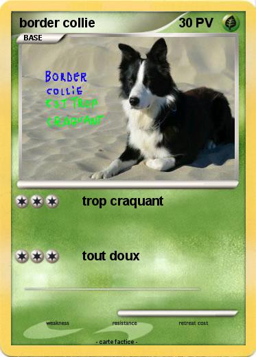 Pokemon border collie