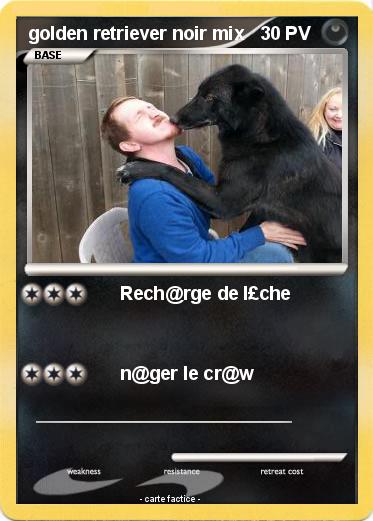 Pokemon golden retriever noir mix