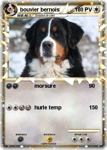 Pokemon bouvier bernois