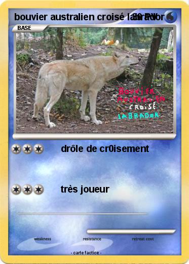 Pokemon bouvier australien croisé labrador