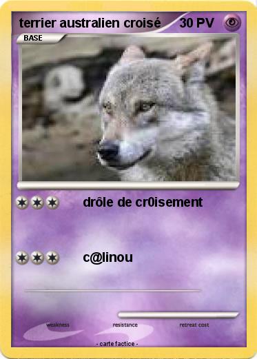 Pokemon terrier australien croisé