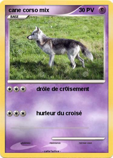 Pokemon cane corso mix