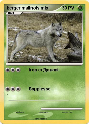 Pokemon berger malinois mix