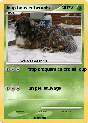Pokemon loup-bouvier bernois