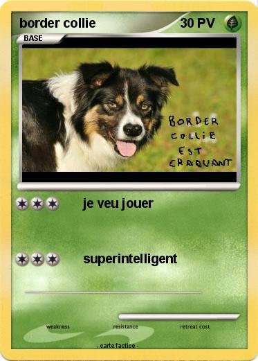 Pokemon border collie