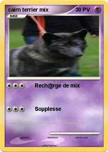 Pokemon cairn terrier mix