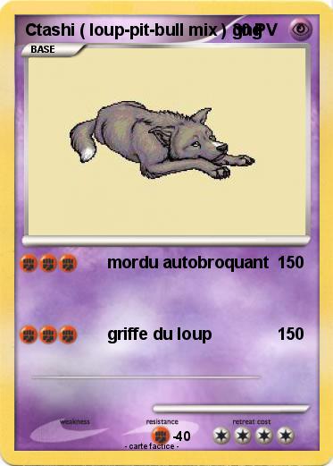 Pokemon Ctashi ( loup-pit-bull mix ) gng