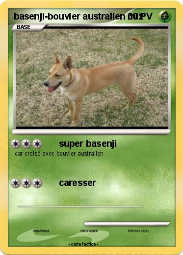 Pokemon basenji-bouvier australien mix