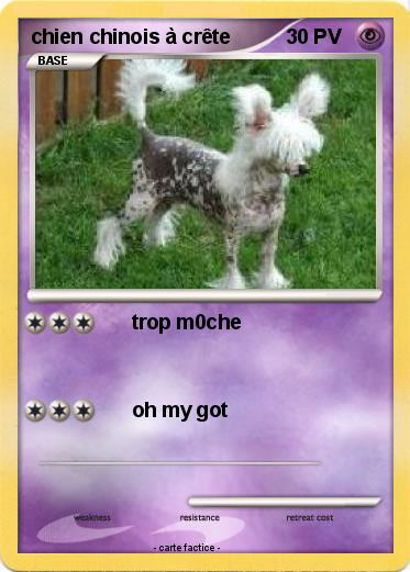 Pokemon chien chinois à crête