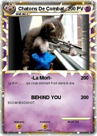 Pokemon Chatons De Combat