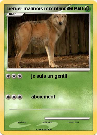 Pokemon berger malinois mix n0mmer Balto