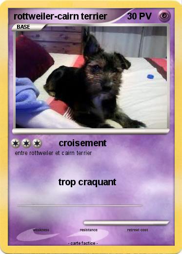 Pokemon rottweiler-cairn terrier