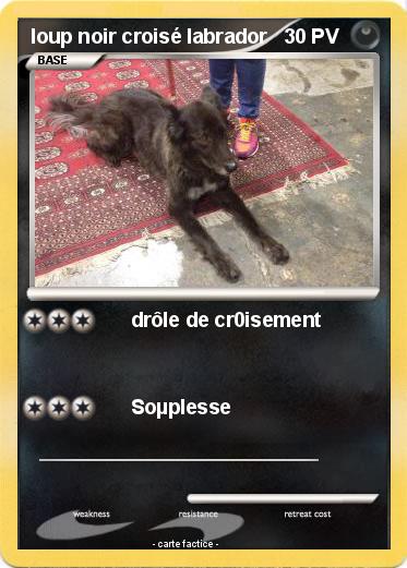 Pokemon loup noir croisé labrador