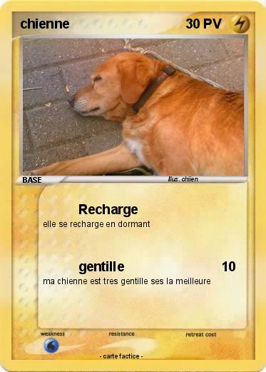 Pokemon chienne