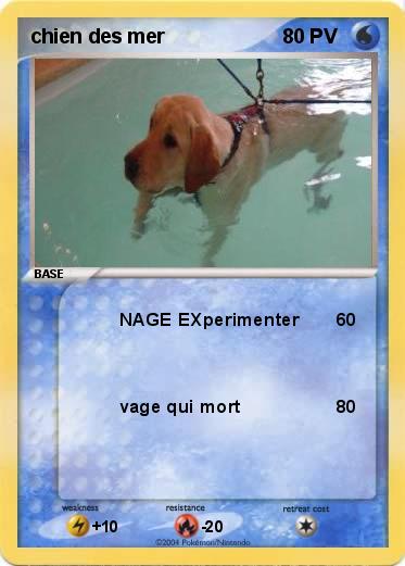 Pokemon chien des mer