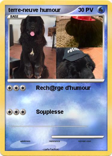 Pokemon terre-neuve humour