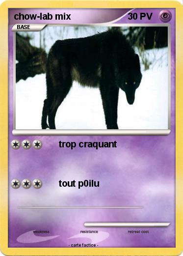 Pokemon chow-lab mix