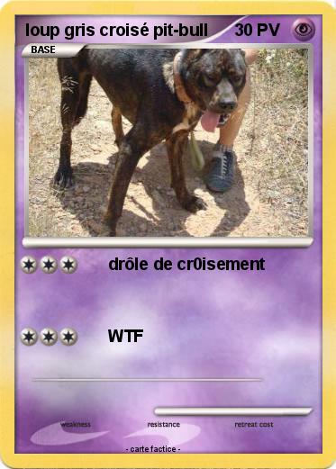 Pokemon loup gris croisé pit-bull