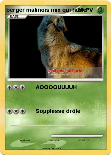 Pokemon berger malinois mix qui hurle