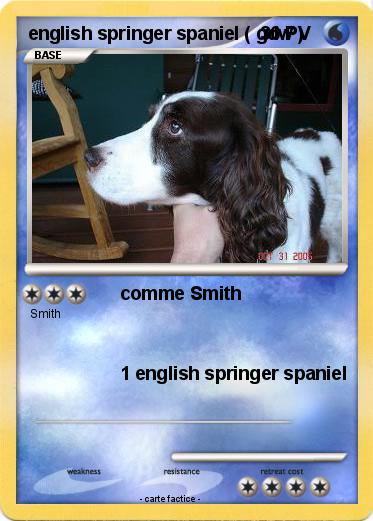 Pokemon english springer spaniel ( gdw )