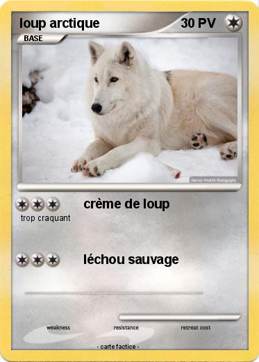 Pokemon loup arctique