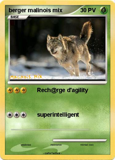 Pokemon berger malinois mix