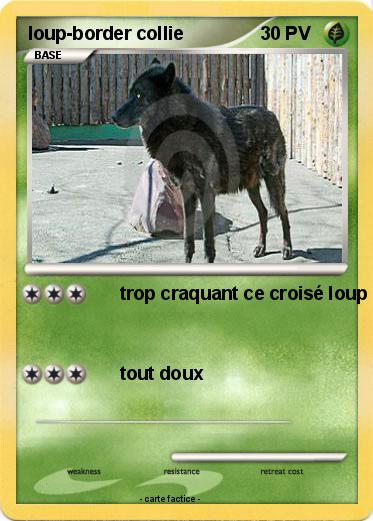 Pokemon loup-border collie