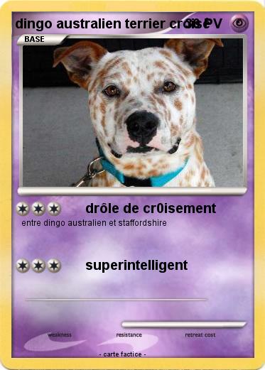 Pokemon dingo australien terrier croisé