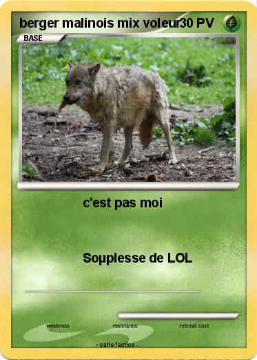 Pokemon berger malinois mix voleur