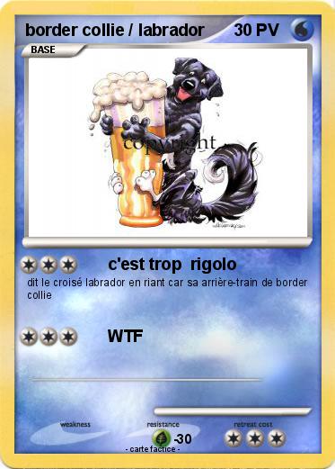 Pokemon border collie / labrador