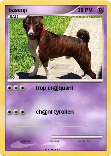 Pokemon basenji