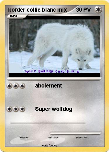Pokemon border collie blanc mix