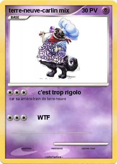 Pokemon terre-neuve-carlin mix