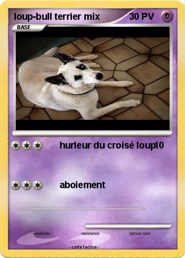 Pokemon loup-bull terrier mix