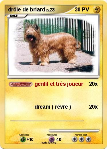 Pokemon drôle de briard