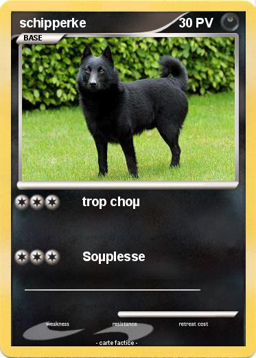 Pokemon schipperke