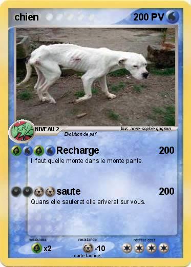 Pokemon chien