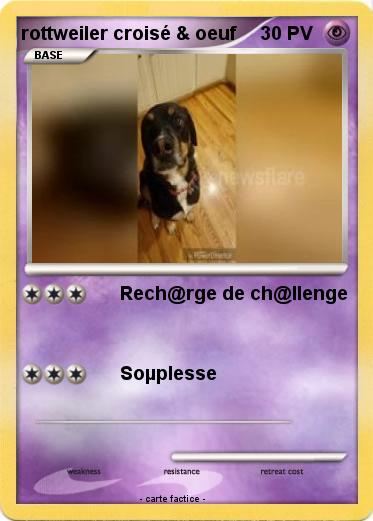 Pokemon rottweiler croisé & oeuf