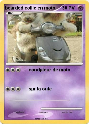 Pokemon bearded collie en moto