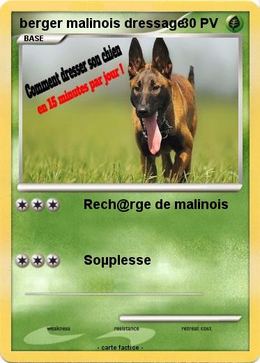 Pokemon berger malinois dressage