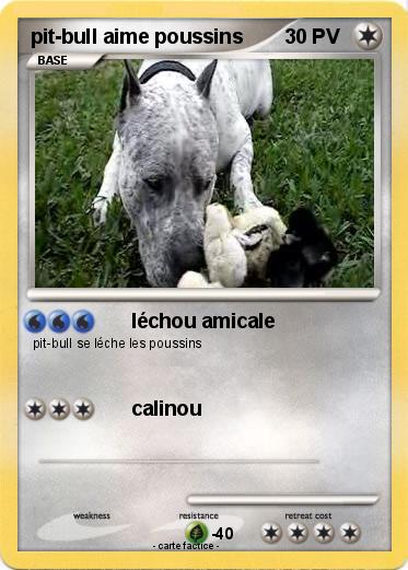 Pokemon pit-bull aime poussins