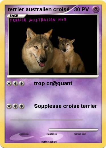 Pokemon terrier australien croisé