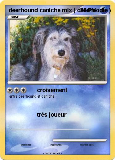 Pokemon deerhound caniche mix ( deerhoodle )