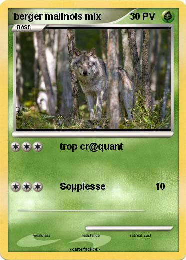 Pokemon berger malinois mix